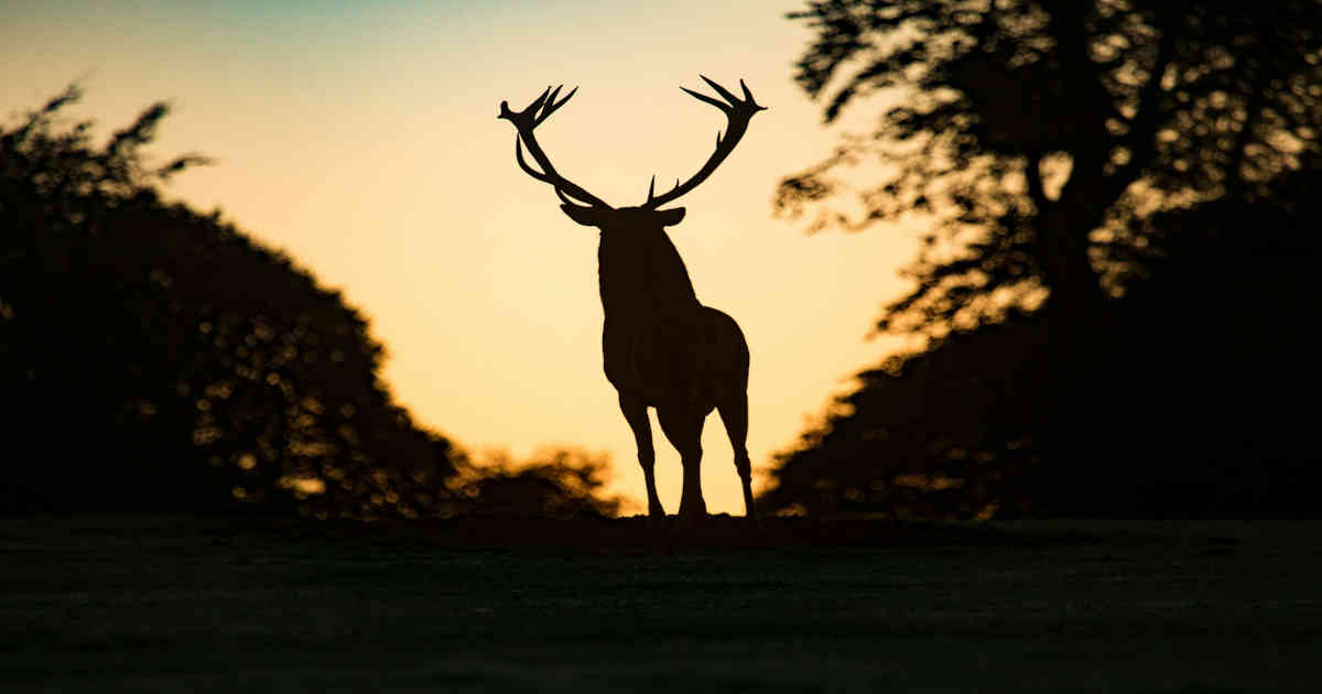 deer silhouette